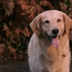 Illustration for article titled It’s time we had a dry, statistical analysis of Air Bud, the dog who sucks at basketball